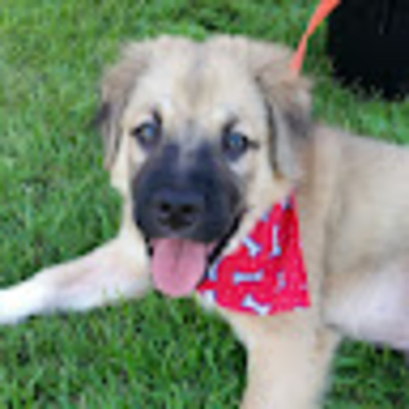 Meet your Posher, Samantha - Picture 1 of 1